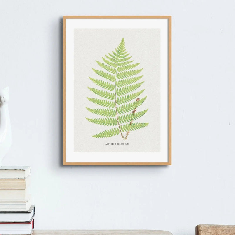 Aspidium Goldianum | Fern Print | Botanical Wall Art - Framed