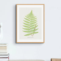 Aspidium Goldianum | Fern Print | Botanical Wall Art - Framed