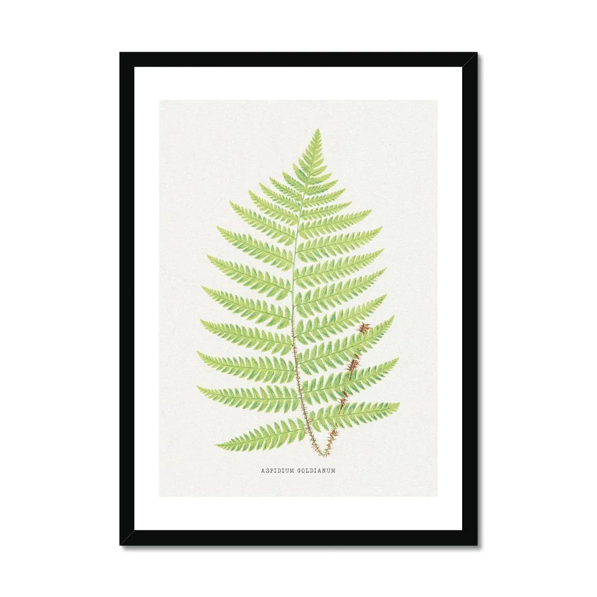 Aspidium Goldianum | Fern Print | Botanical Wall Art - Framed