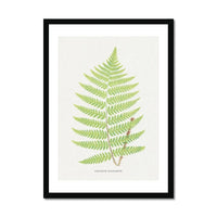 Aspidium Goldianum | Fern Print | Botanical Wall Art - Framed