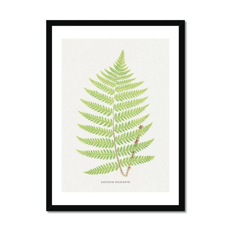 Aspidium Goldianum | Fern Print | Botanical Wall Art - Framed