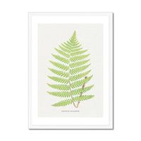Aspidium Goldianum | Fern Print | Botanical Wall Art - Framed