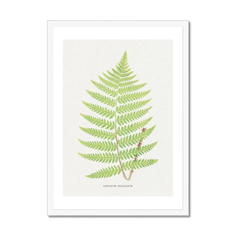 Aspidium Goldianum | Fern Print | Botanical Wall Art - Framed