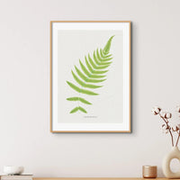 framed wall art featuring the Aspidium Molle fern print in beautiful botanical art. It would make a great addition to any space.