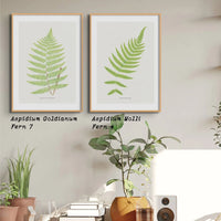 Aspidium Molle | Ferns Wall Art | Botanical Art Print - Unframed