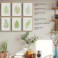 Aspidium Molle | Ferns Wall Art | Botanical Art Print - Unframed