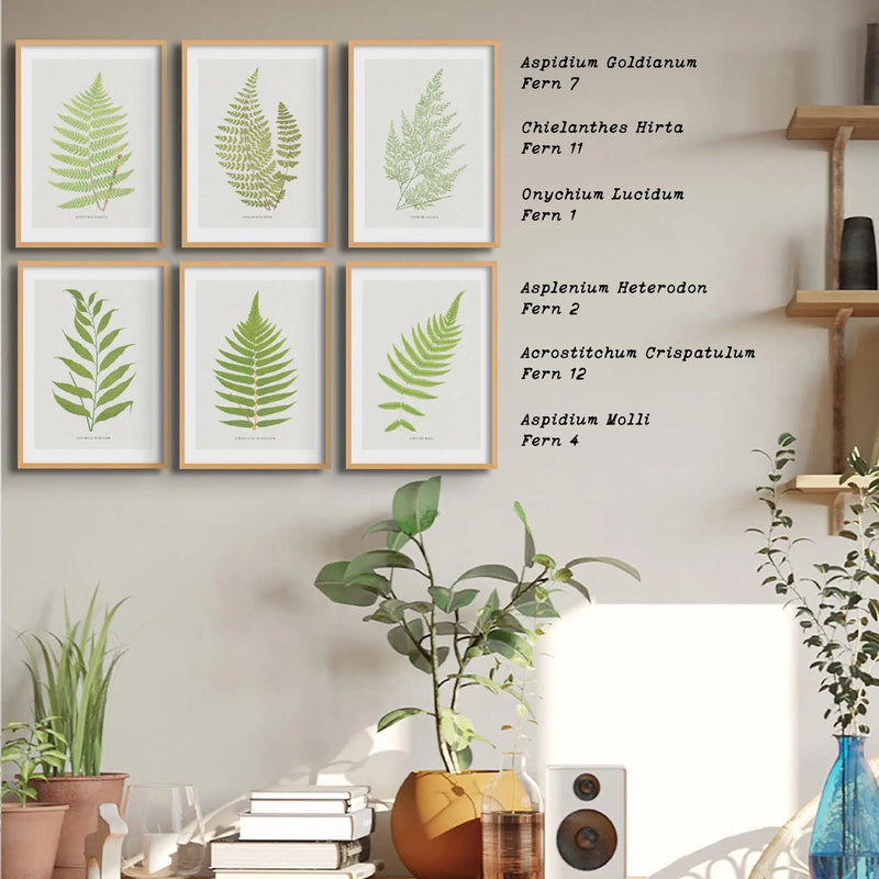 Aspidium Molle | Ferns Wall Art | Botanical Art Print - Unframed