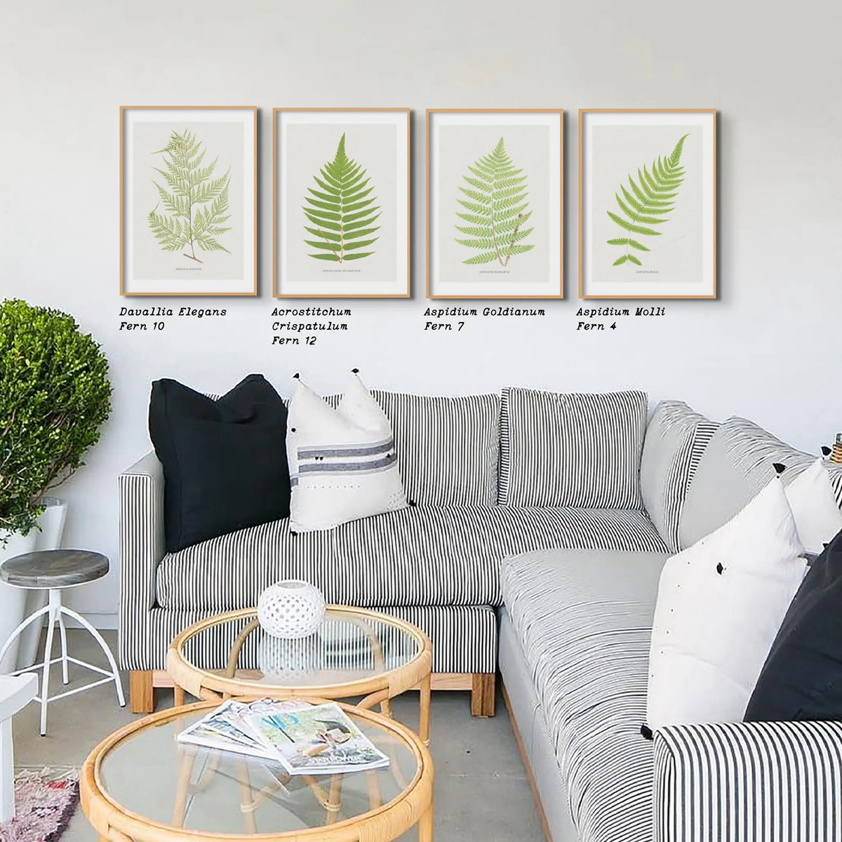 Aspidium Molle | Ferns Wall Art | Botanical Art Print - Unframed