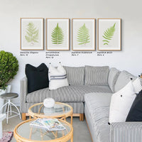 Aspidium Molle | Ferns Wall Art | Botanical Art Print - Unframed