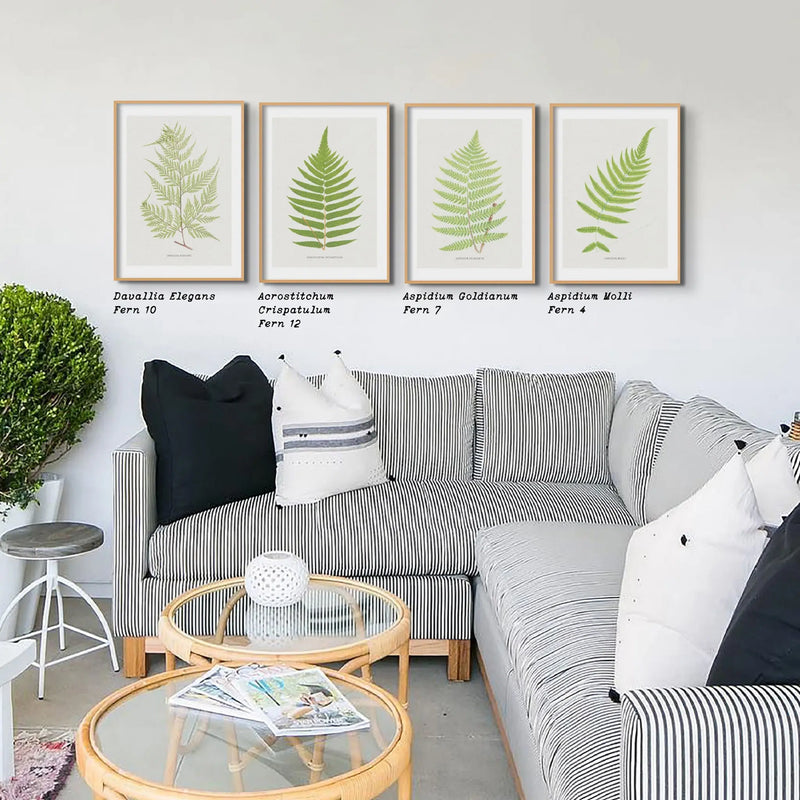 Aspidium Molle | Ferns Wall Art | Botanical Art Print - Unframed