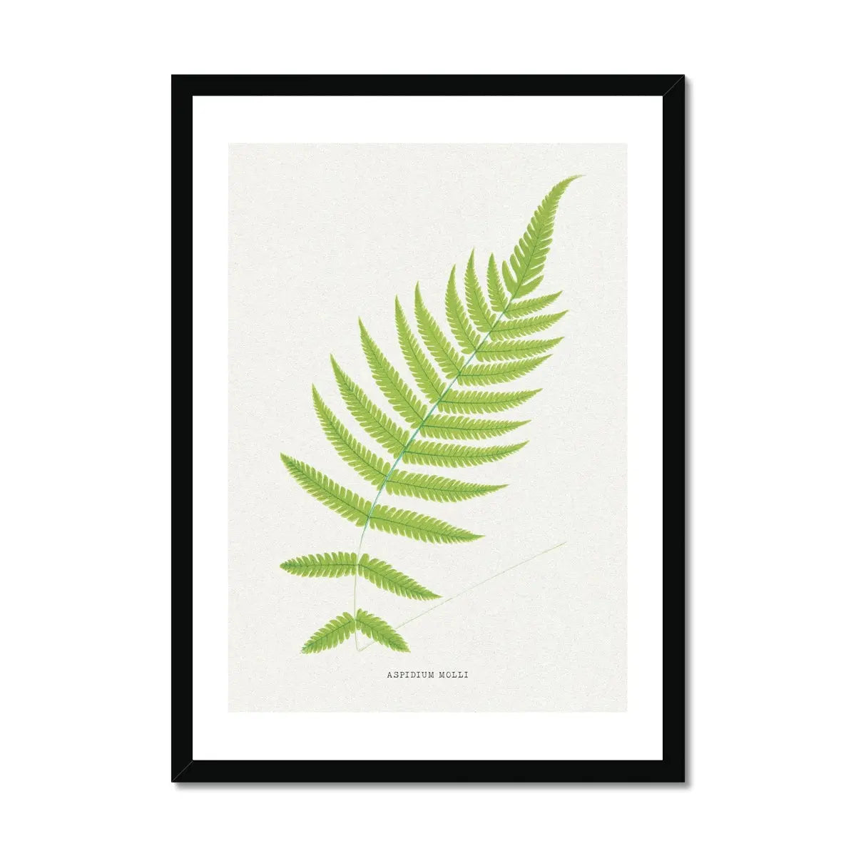 Aspidium Molle | Fern Print | Botanical Art - Framed Wall Art