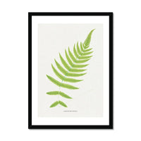 Aspidium Molle | Fern Print | Botanical Art - Framed Wall Art