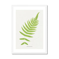 Aspidium Molle | Fern Print | Botanical Art - Framed Wall Art