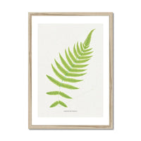 Aspidium Molle | Fern Print | Botanical Art - Framed Wall Art