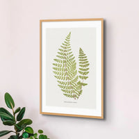 Cheilanthes Hirta | Fern Print | Botanical Art - Framed