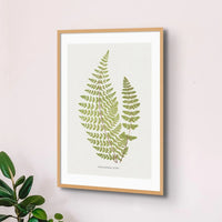 unframed wall art featuring the fern print of Cheilanthes Hirta - botanical art - Unframed Wall Art