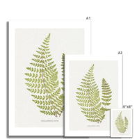 unframed wall art featuring the fern print of Cheilanthes Hirta - botanical art - Unframed Wall Art