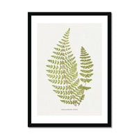Cheilanthes Hirta | Fern Print | Botanical Art - Framed