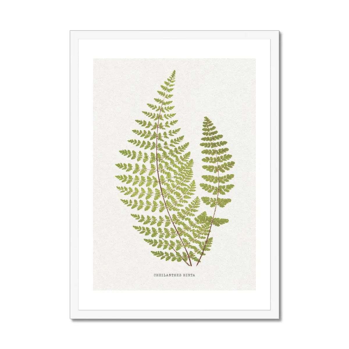 Cheilanthes Hirta | Fern Print | Botanical Art - Framed