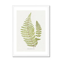 Cheilanthes Hirta | Fern Print | Botanical Art - Framed