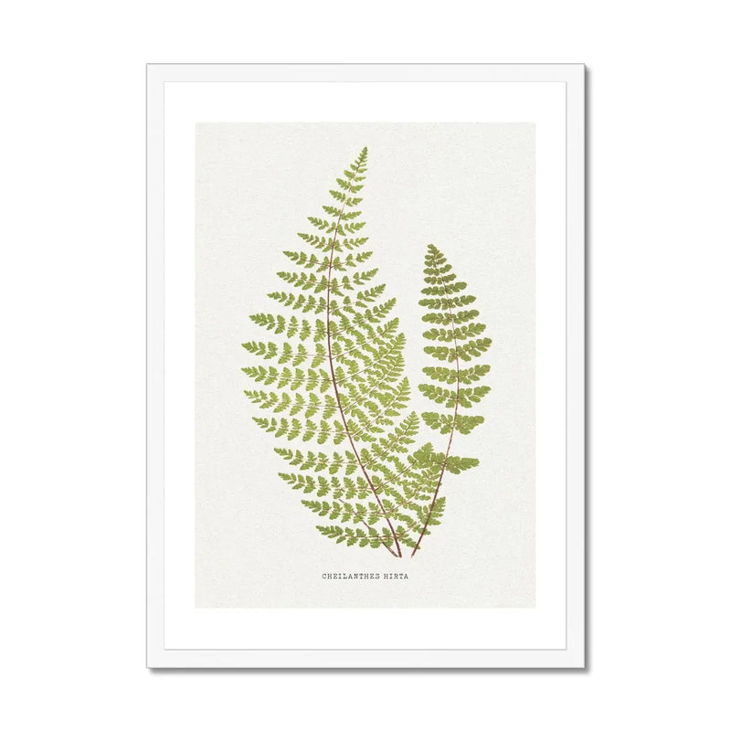 Cheilanthes Hirta | Fern Print | Botanical Art - Framed