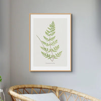 Cheilanthes Sieberi | Fern Print | Botanical Art - Framed