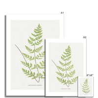 Check out our Fern Print - a stunning piece of botanical art that comes unframed. Perfect for adding a touch of nature to any room. Beach House Art