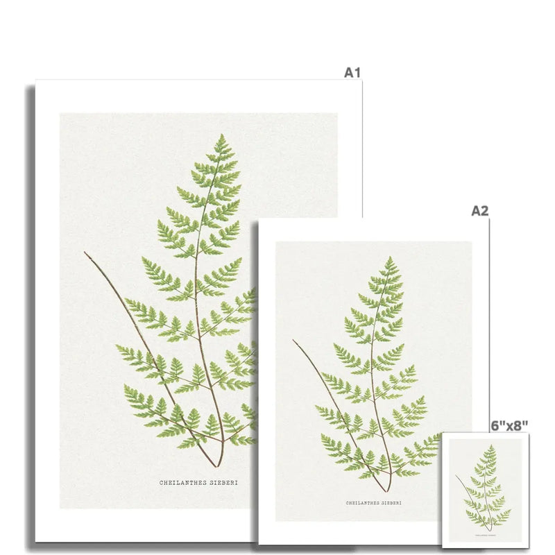 Check out our Fern Print - a stunning piece of botanical art that comes unframed. Perfect for adding a touch of nature to any room. Beach House Art