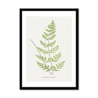 Cheilanthes Sieberi | Fern Print | Botanical Art - Framed