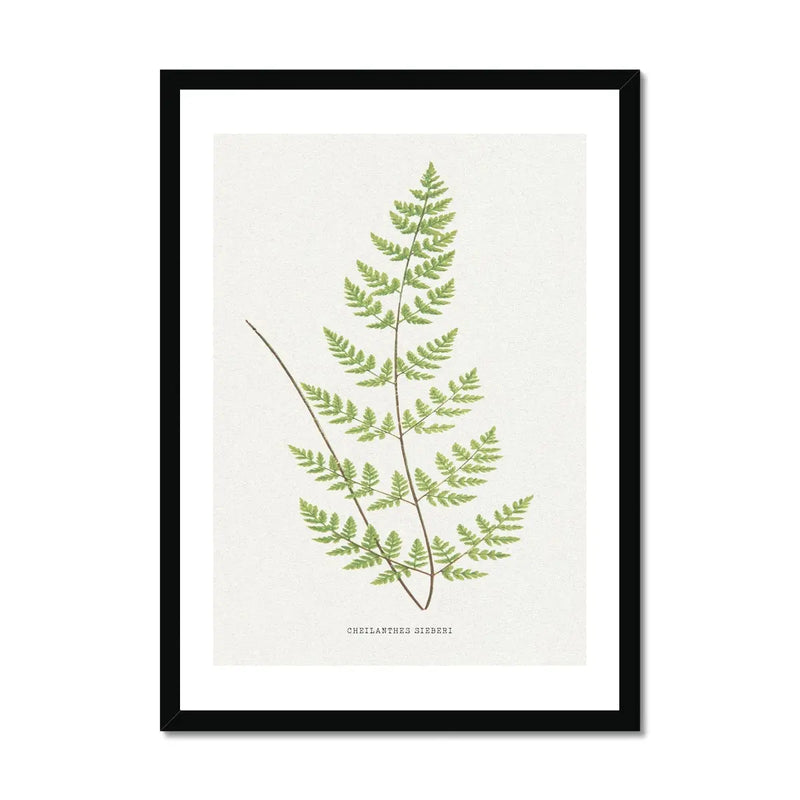 Cheilanthes Sieberi | Fern Print | Botanical Art - Framed