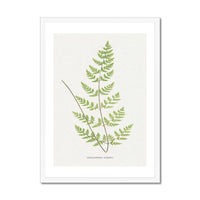 Cheilanthes Sieberi | Fern Print | Botanical Art - Framed