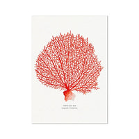 Watercolour coral painting in a deep coral colour on paper