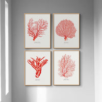 Coral Print (Red Coral No 2) - Unframed