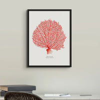 Coral Print (Red Coral No 2)  With black frame