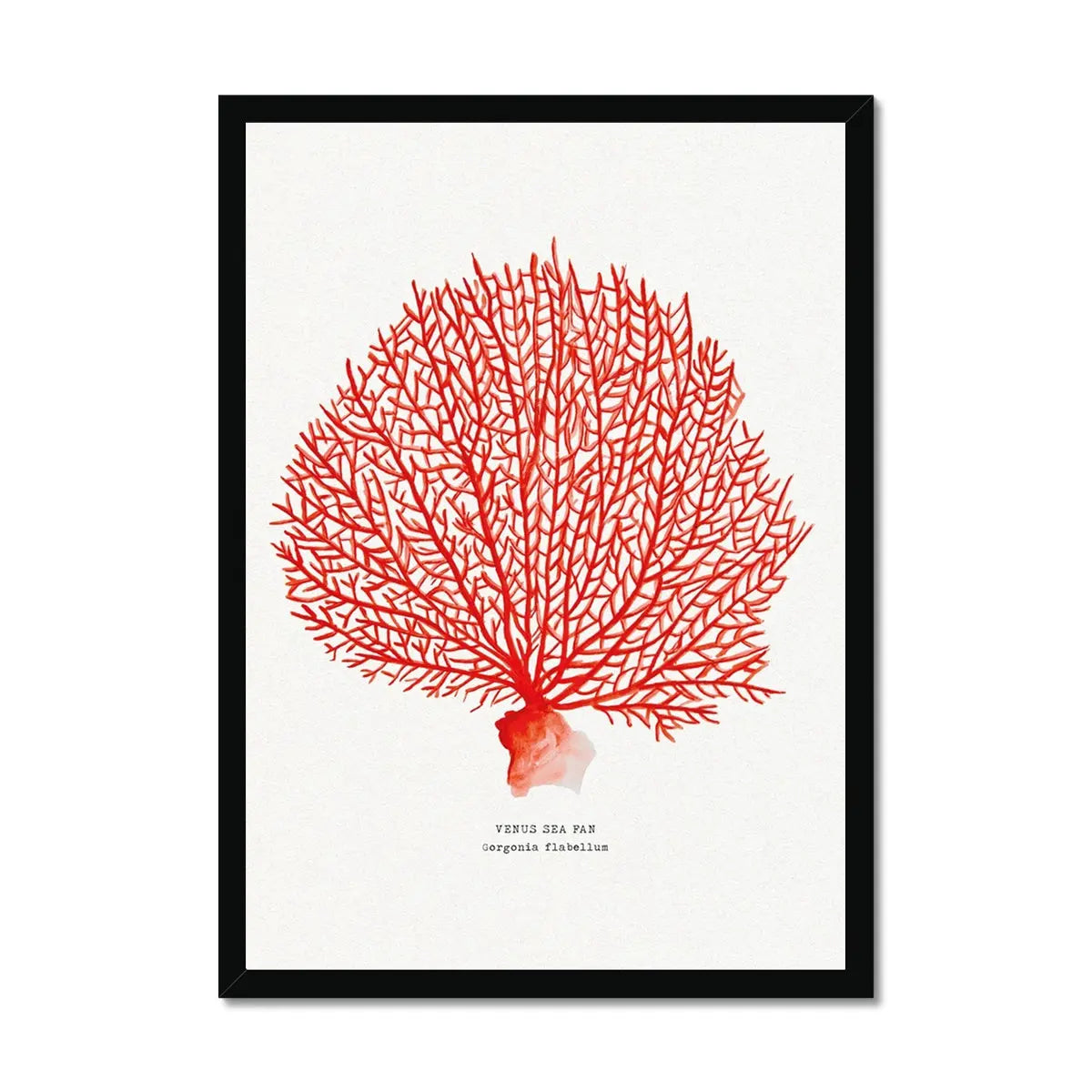 Coral Watercolour Art Print (Red Coral No 2) - Framed