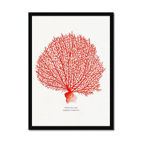 Coral Watercolour Art Print (Red Coral No 2) - Framed