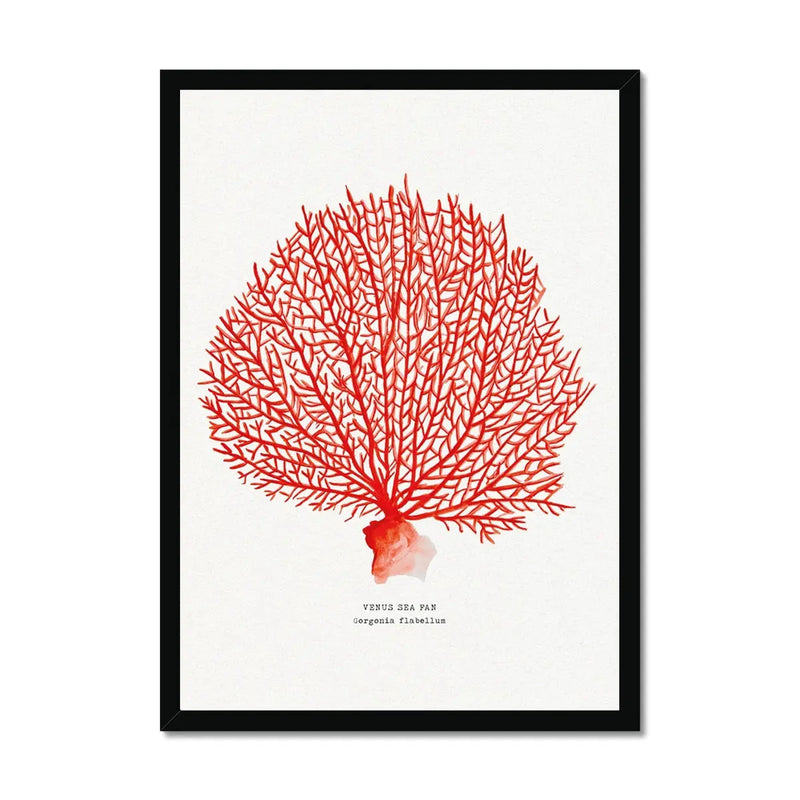 Coral Watercolour Art Print (Red Coral No 2) - Framed