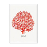 Coral Print (Red Coral No 2) - Framed