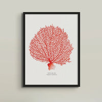 Coral Print (Red Coral No 2) - Framed