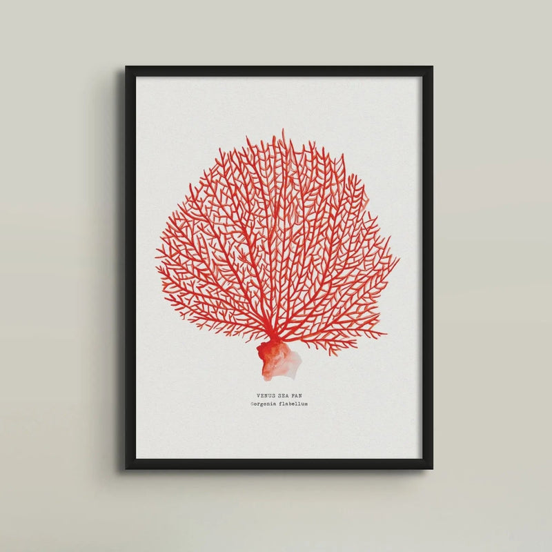 Coral Print (Red Coral No 2) - Framed