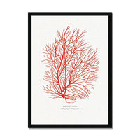 Hand painted Coral Print (Red Coral No 3) - Framed