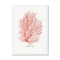 Watercolour Coral Art Print (Red Coral No 3) - Framed