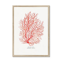 Coral Wall Art Print (Red Coral No 3) - Framed
