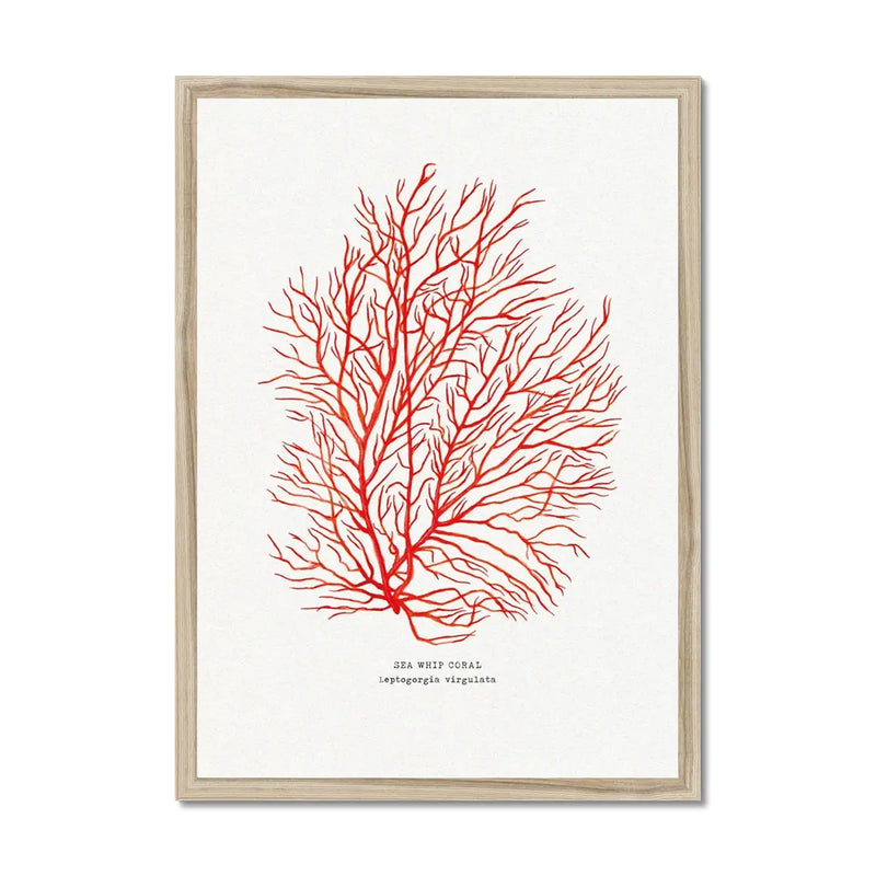 Coral Wall Art Print (Red Coral No 3) - Framed