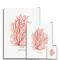 Coral Print (Red Coral No 3) - Framed