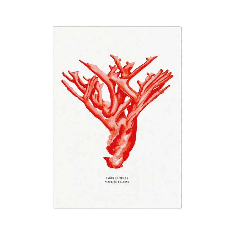 Coral Print (Red Coral No 4) - Unframed Coral Wall Art