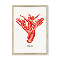 Coral Print (Red Coral No 4) - Framed