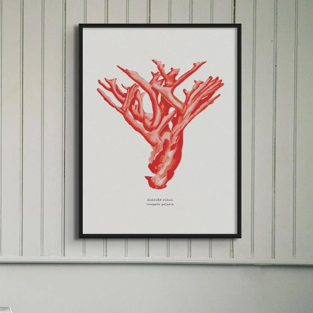 Coral Wall Art Print in living room (Red Coral No 4) - Framed
