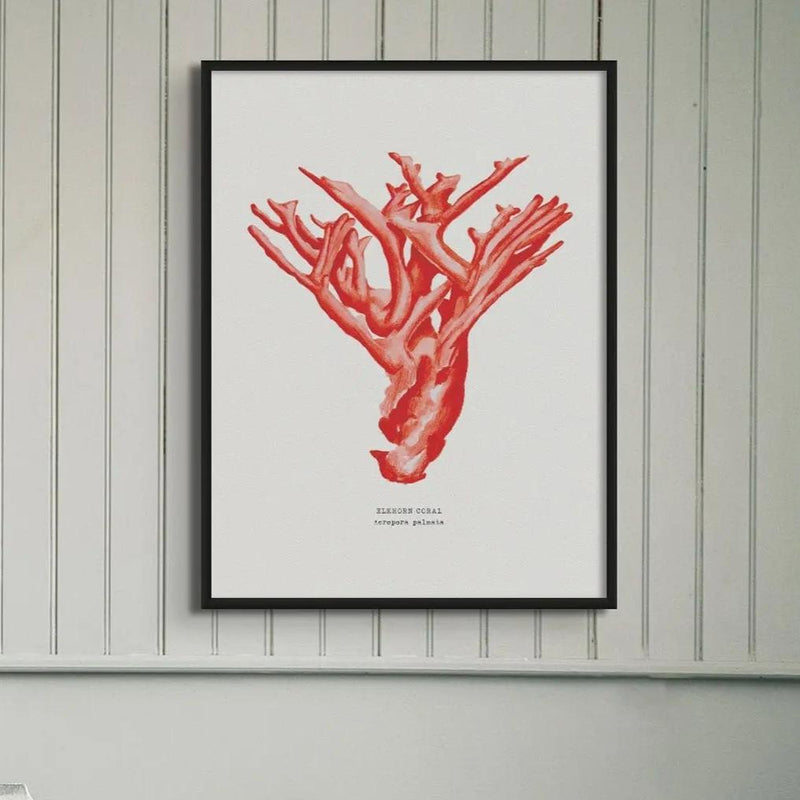 Coral Wall Art Print in living room (Red Coral No 4) - Framed