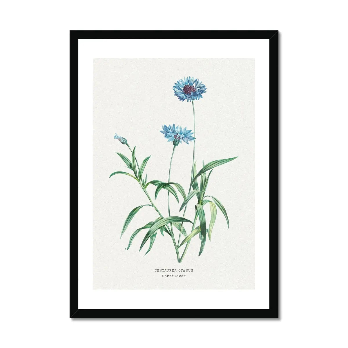 Flower online pictures framed